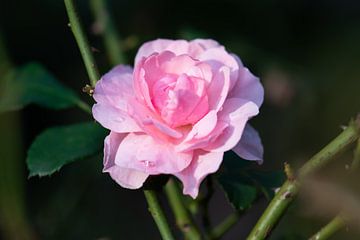 roze roos van Tania Perneel