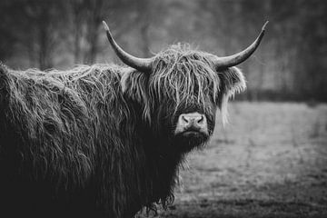 Nahaufnahme einer schottischen Highlander-Kuh in den Niederlanden in Schwarz-Weiß