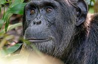 Chimpansee in Kibale Forest Oeganda van Bianca Onderweg thumbnail
