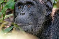 Schimpanse im Kibale-Wald in Uganda