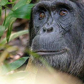 Chimpanzee in Kibale Forest Uganda by Bianca Onderweg