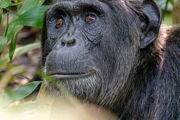 Chimpansee in Kibale Forest Oeganda van Bianca Onderweg