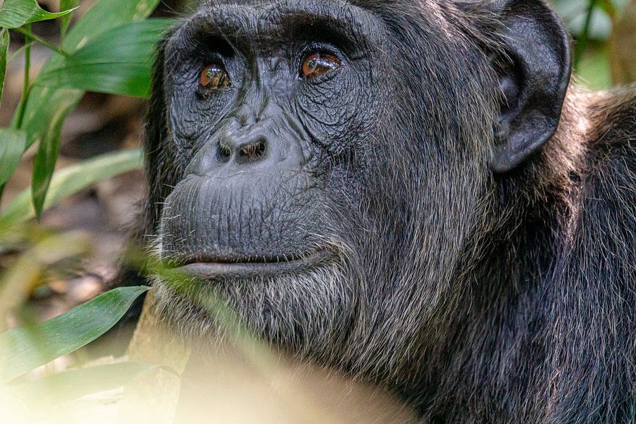 Chimpansee in Kibale Forest Oeganda