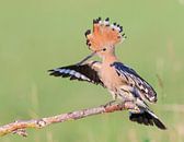 Hop een tak met gespreide vleugels van Nature in Stock thumbnail