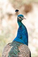 King of Colours Portrait of a stately peacock