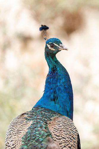 Koning van de Kleuren Portret van een statige pauw