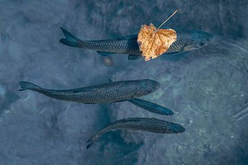 Quiet Waters - Fishing Under a Falling Leaf - fish - Krka waterfalls Croatia by Femke Ketelaar