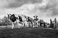 Vache