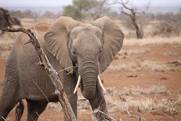 Jeune éléphant - Afrique du Sud sur Judith Rosendaal