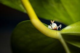 Photo of a young orchid mantis