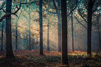 Recording park of Brasschaat - Peerdsbos