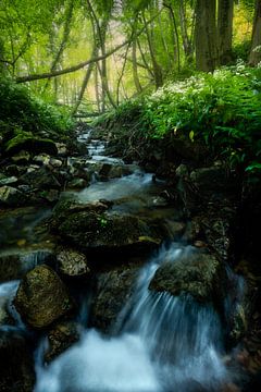 Kleine waterval en daslook in de bossen van Zuid-Limburg. van Jos Pannekoek