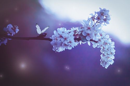 Witte bloesem en vlinder