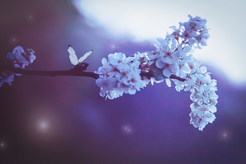 White blossom and butterfly by Jess Klikt Fotografie