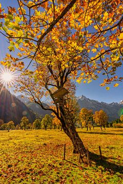 Goldener Herbst im Karwendel - hier am "Großen Ahornboden"