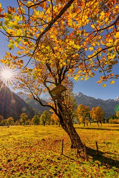 Gouden herfst in de Karwendel ? hier bij "Großer Ahornboden" van Einhorn Fotografie