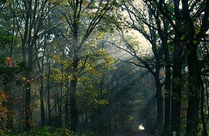 Matin d'automne