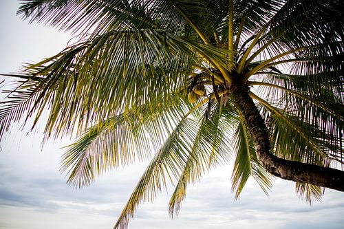 Palmbomen in Thailand