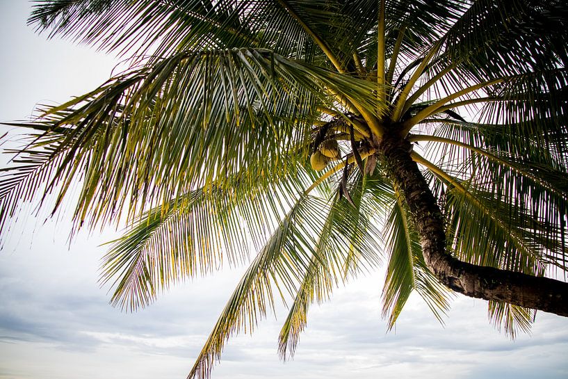 Palm trees in Thailand by Lindy Schenk-Smit