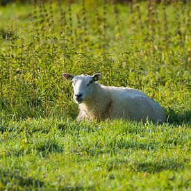schaap in volmaakte rust van Stobbe; stiltegrafie