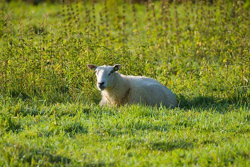 schaap in volmaakte rust