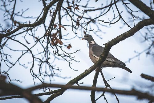 Pigeon ramier dans un arbre