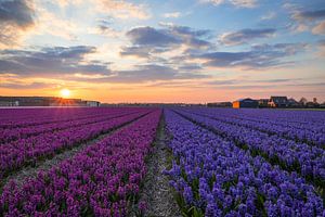 Hyacintenveld Tijdens Zonsondergang van Zwoele Plaatjes