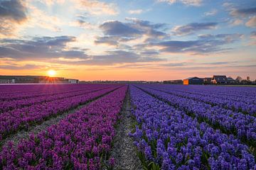 Hyacinth Field During Sunset by Zwoele Plaatjes