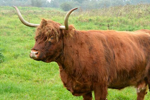 Bovins écossais des Highlands de couleur rouge-brun à l'état sauvage dans l'herbe