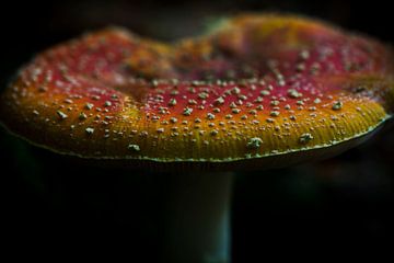 Colourful fly agaric in the Waterloop forest by Bianca Fortuin