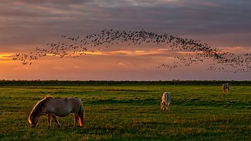 Konik horses on the Slikken and birds over the nature reserve  by Bram van Broekhoven