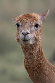 Close Alpaca Portrait by Niwo Photography
