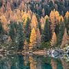 Herfst reflectie van Sander van der Werf