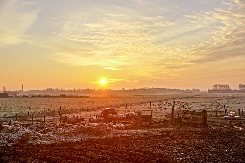 grazende schapen met zon op  achtergrond van Dirk van Egmond