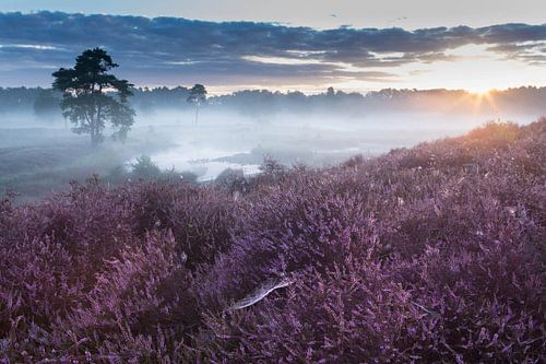 Foggy sunrise over flowering heather