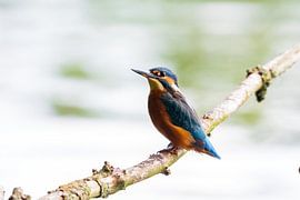 der Eisvogel mit seinen schönen Farben von Merijn Loch