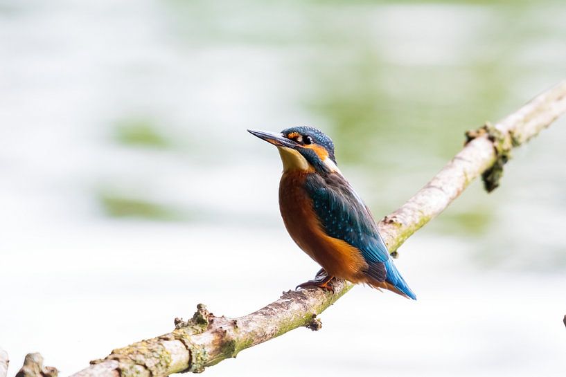 the kingfisher with its beautiful colours by Merijn Loch