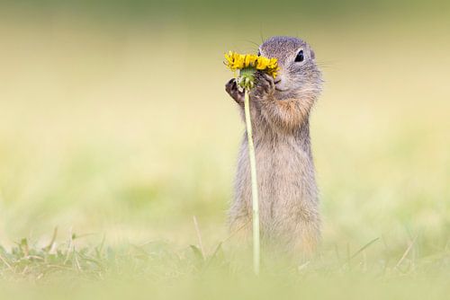 Een jonge, verlegen grondeekhoorn. Deze grondeekhoorn verschuilt zich verlegen achter de paardebloem.