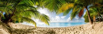 Beach with palm trees on the island of Barbados in the Caribbean.