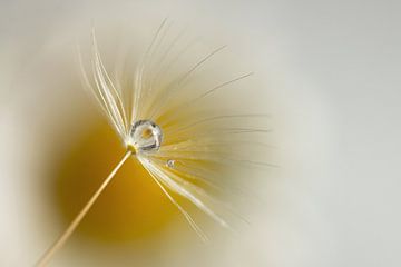 Drop in dandelion fluff. by Jacqueline Gerhardt
