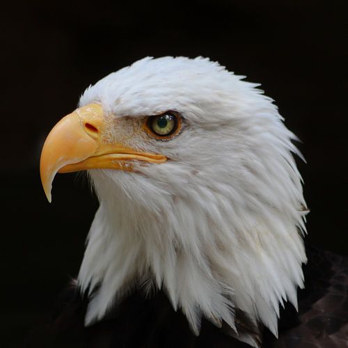 Siehe - Eagle 2