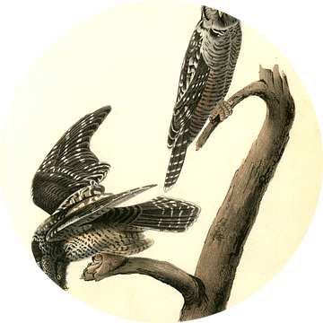 Havik, Hawk Owl., Audubon, John James, 1785-1851