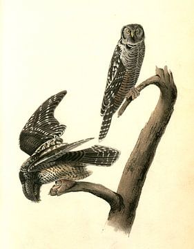 Havik, Hawk Owl., Audubon, John James, 1785-1851