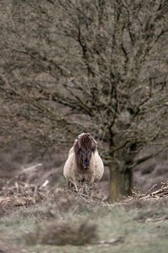 Stille Getuige - Wilde Paard in Winterse Stilte van Femke Ketelaar