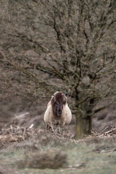 Paard Stille Getuige Wilde in Winterse Stilte van Femke Ketelaar