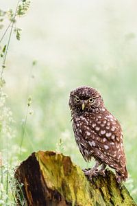 Little owl sur Erwin Maassen van den Brink