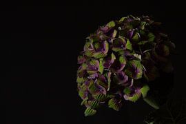 Stiller Garten von Cindy Coenen Fine Art Photography