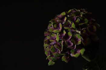 Jardin silencieux