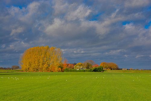 Herbstfarben in der Henriëttewaard, Den Bosch