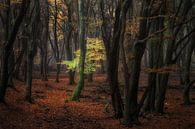 A Light in the Dark van Martin Podt thumbnail